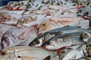 Aggiornamento dell’elenco delle denominazioni commerciali ufficiali dei prodotti della pesca