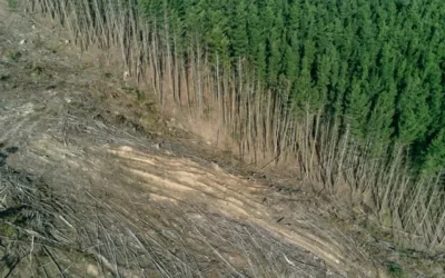Reg. (UE) 2024/3234: Posticipata l’Applicazione delle Norme sulla Deforestazione Zero