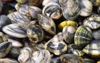 Taglia minima per le vongole (Venus spp.) nei mari italiani